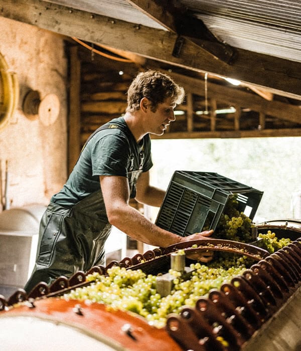 Vigneron du domaine de la Hourre